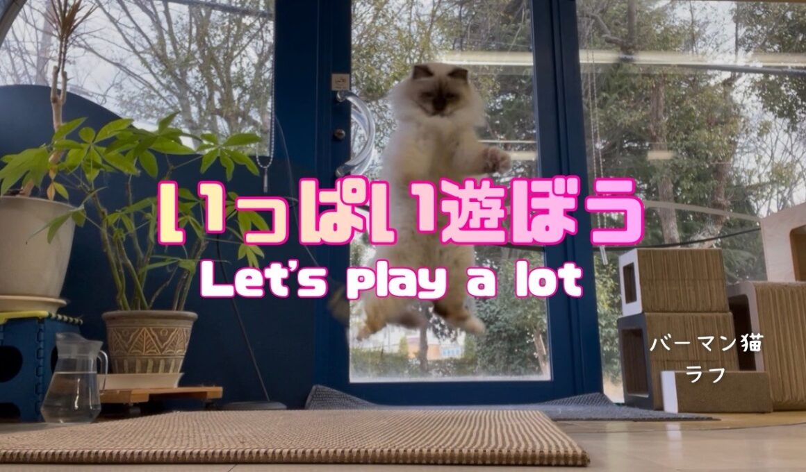 バーマン猫ラフ【いっぱい遊ぼう】Let's play a lot（バーマン猫）Birman/Cat