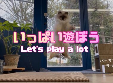 バーマン猫ラフ【いっぱい遊ぼう】Let's play a lot（バーマン猫）Birman/Cat