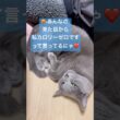 ママのダイエットを全力阻止する猫❤️ #猫 #ロシアンブルー #catshorts #shorts