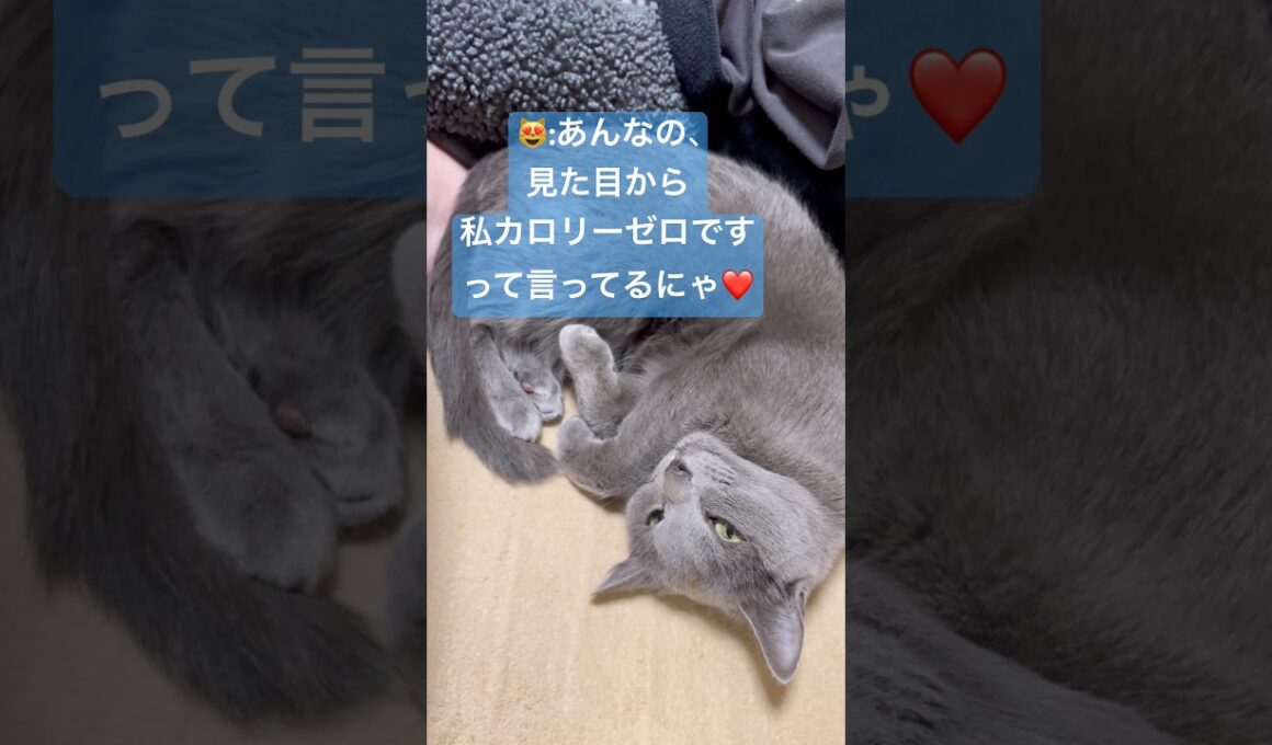 ママのダイエットを全力阻止する猫❤️ #猫 #ロシアンブルー #catshorts #shorts