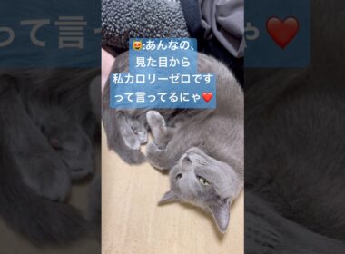 ママのダイエットを全力阻止する猫❤️ #猫 #ロシアンブルー #catshorts #shorts