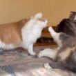 【バトル‼︎】猫パンチにも個性がありますwwwノルウェージャンフォレストキャットとターキッシュアンゴラ