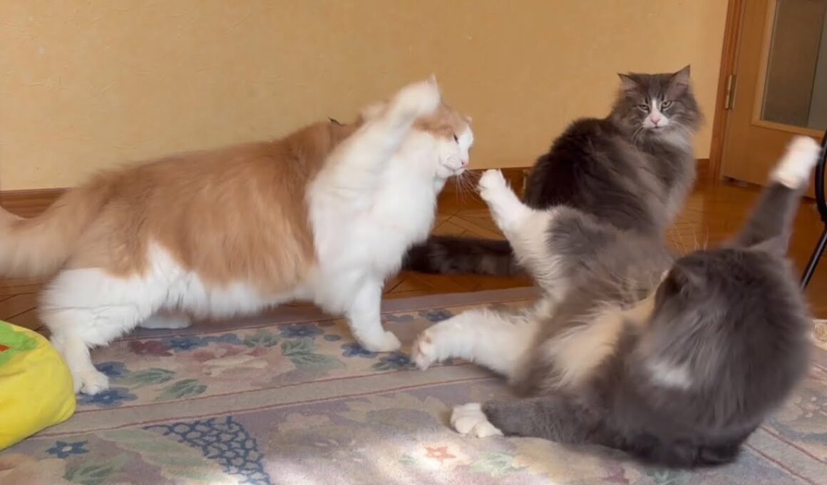 【バトル‼︎】猫パンチにも個性がありますwwwノルウェージャンフォレストキャットとターキッシュアンゴラ