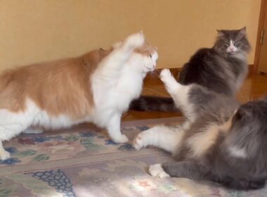 【バトル‼︎】猫パンチにも個性がありますwwwノルウェージャンフォレストキャットとターキッシュアンゴラ