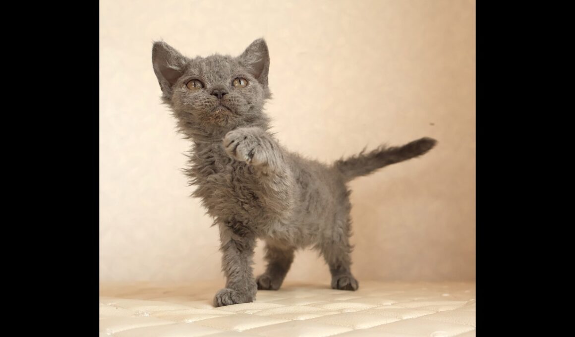 セルカークレックス子猫　Selkirk Rex　2025.12.4産まれ　ブルー　巻き毛　女の子　シーダキャット猫のお店