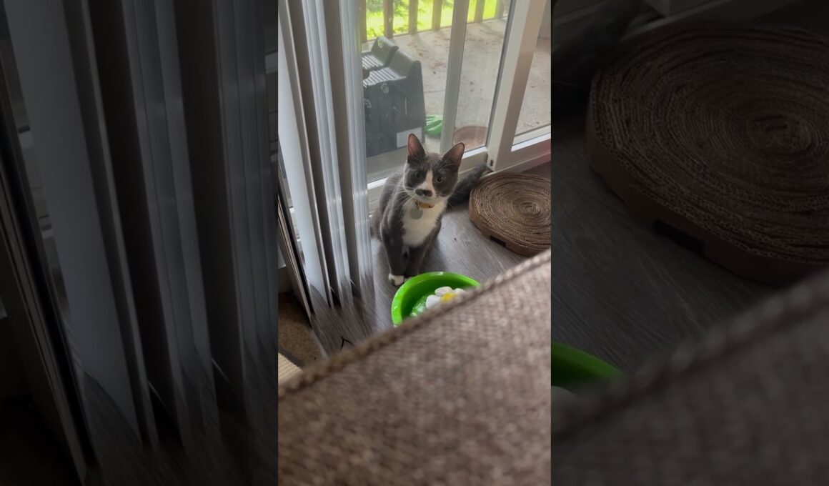 【狩猟モード発動】子猫がママをロックオン！？ #子ネコ