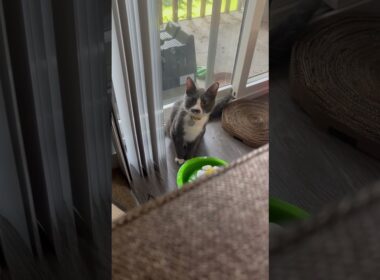 【狩猟モード発動】子猫がママをロックオン！？ #子ネコ