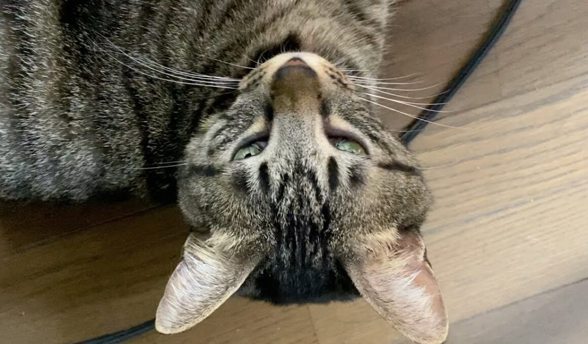 寝ている猫を盗撮したら睨まれて怒られました...