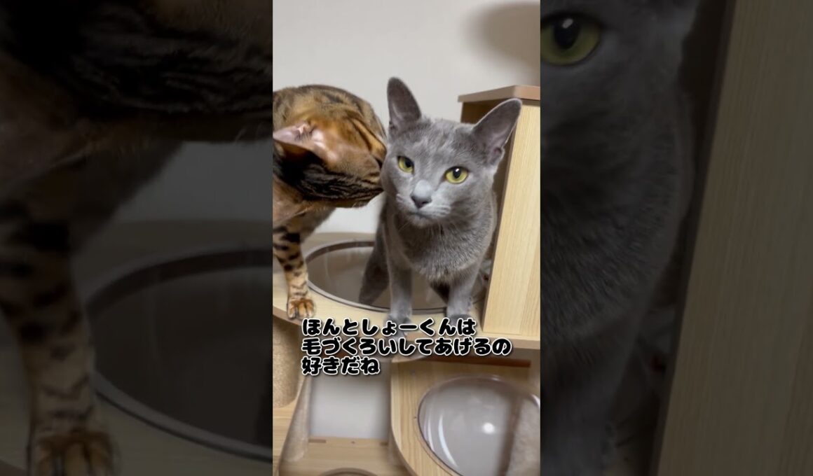 【猫】仲良し？【ベンガル、ロシアンブルー】