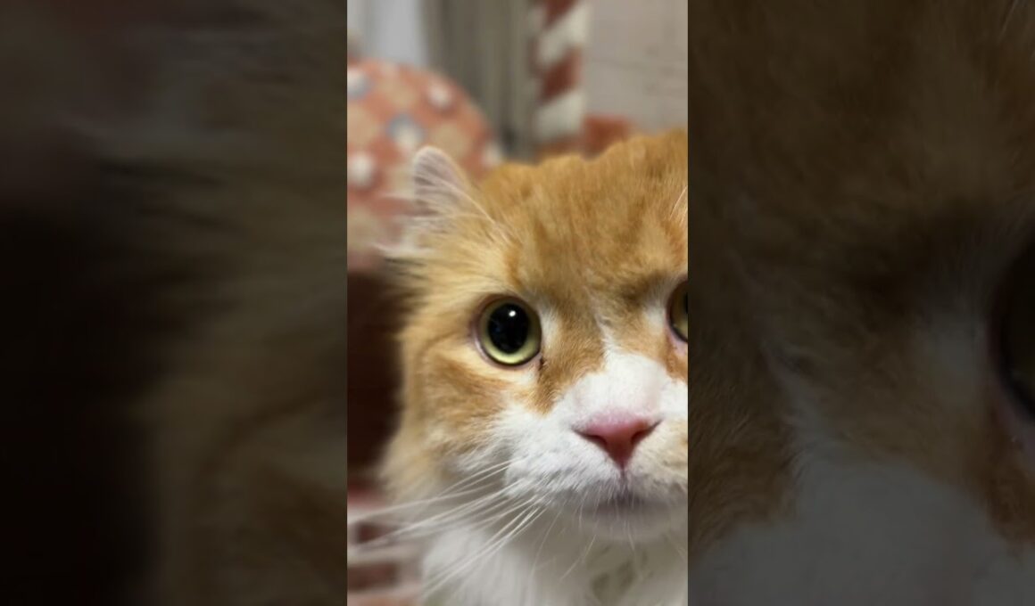 キラキラおめめ #cat #猫のいる暮らし #アメリカンカール