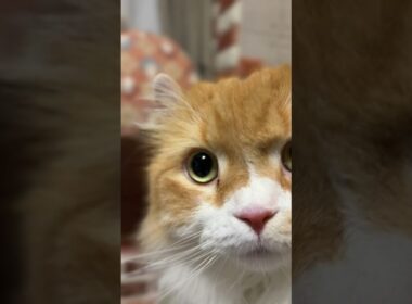 キラキラおめめ #cat #猫のいる暮らし #アメリカンカール