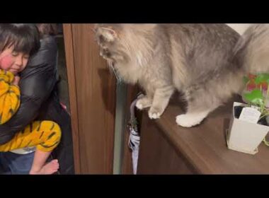 お出迎えからお見送りまでしてくれる猫　サイベリアンA cat that welcomes you and sees you off. Siberian