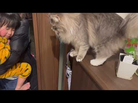 お出迎えからお見送りまでしてくれる猫　サイベリアンA cat that welcomes you and sees you off. Siberian