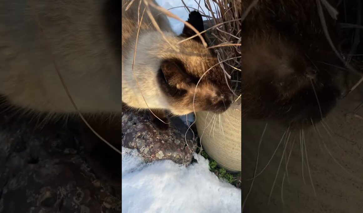 雪とシャム猫 #cat #猫のいる暮らし