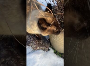 雪とシャム猫 #cat #猫のいる暮らし