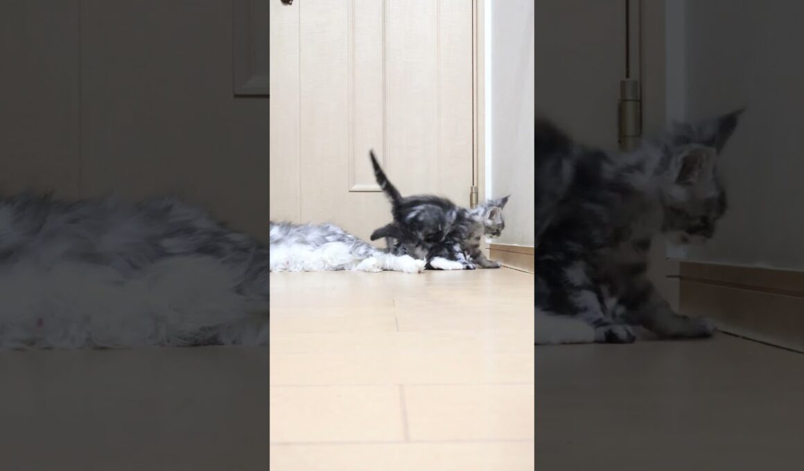 生後54日シルバーのメインクーンドンチッチ君