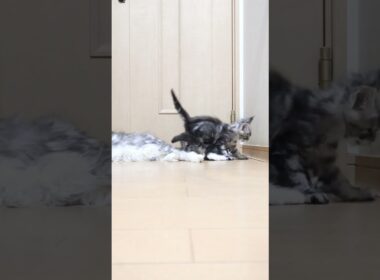 生後54日シルバーのメインクーンドンチッチ君