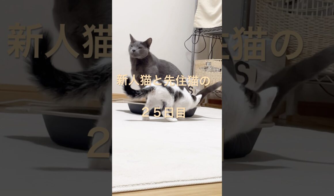 新人猫と先住猫の２５日目#ねこ#ロシアンブルー#三毛猫#キジ白#多頭飼い