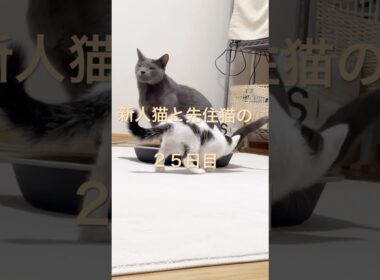 新人猫と先住猫の２５日目#ねこ#ロシアンブルー#三毛猫#キジ白#多頭飼い