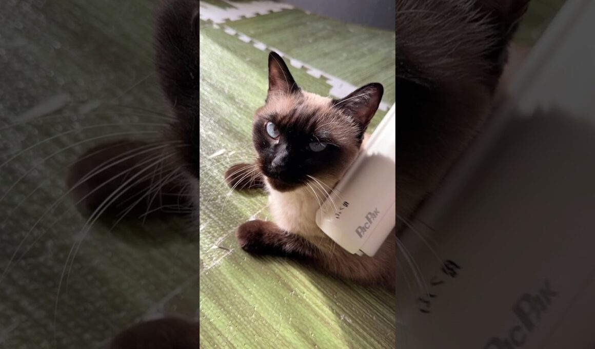 ぱくぱくローラーとシャム猫のふくさん【たぬき猫】 #cat #しゃむねこ #猫のいる暮らし #猫好きさんと繋がりたい #ねこ #cute