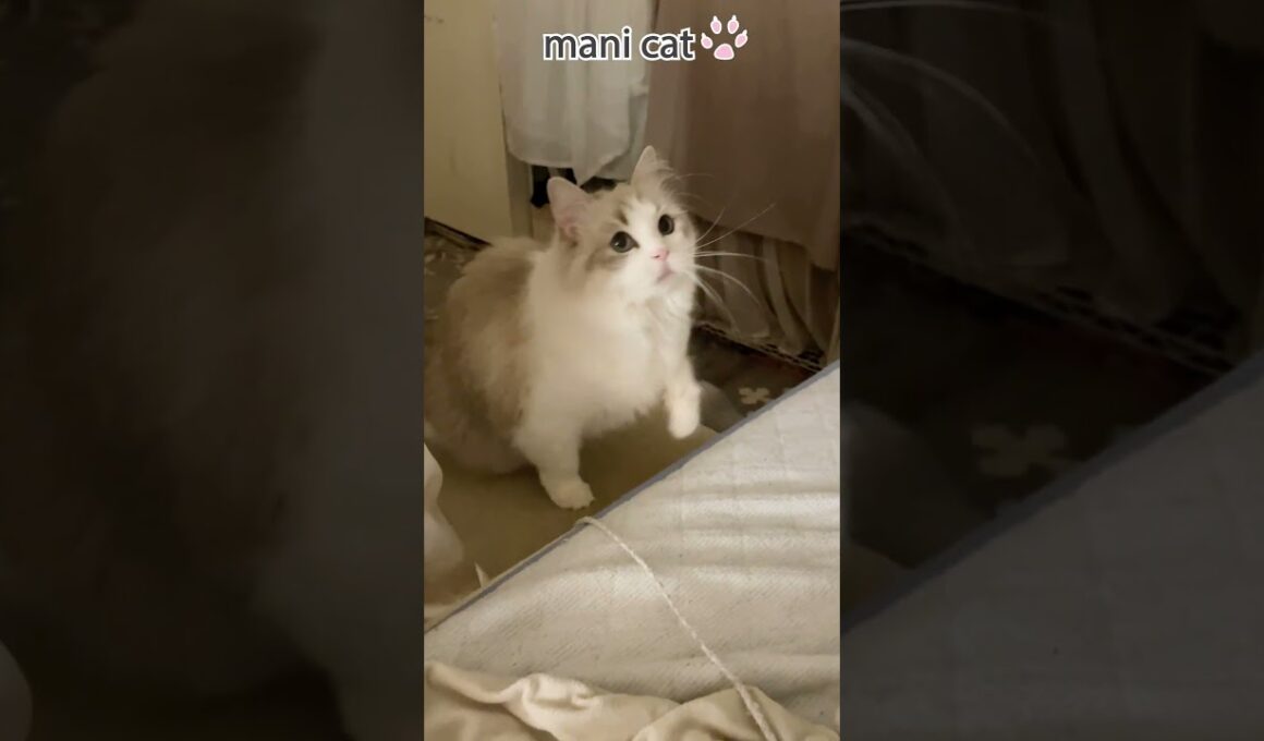 💎子猫から息をのむ美しさへ💎#ラグドール#成長記録 ✨From Tiny Kitten to Breathtaking Beauty✨#Catsoftwitter #shortvideo