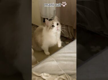 💎子猫から息をのむ美しさへ💎#ラグドール#成長記録 ✨From Tiny Kitten to Breathtaking Beauty✨#Catsoftwitter #shortvideo