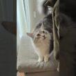 朝、と会話しながら見送ってくれる大型猫#メインクーン#short
