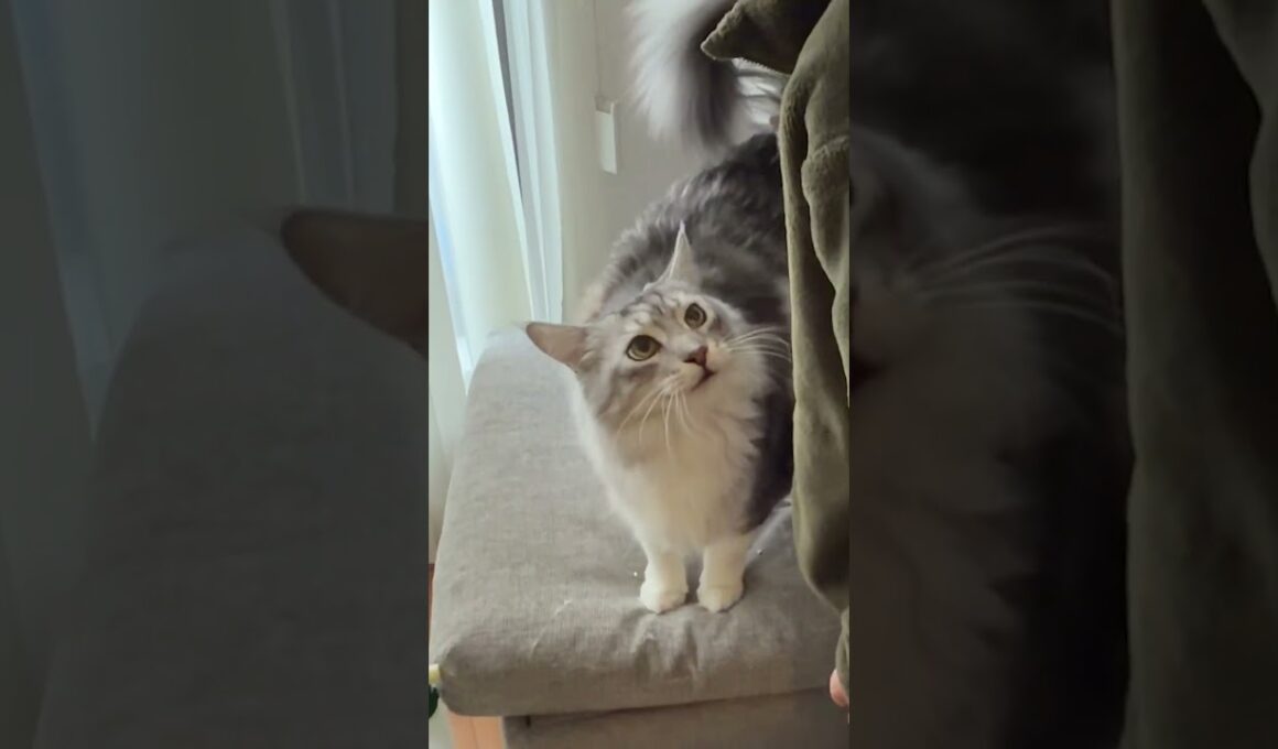 朝、と会話しながら見送ってくれる大型猫#メインクーン#short