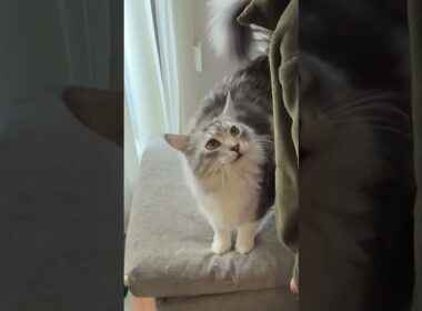 朝、と会話しながら見送ってくれる大型猫#メインクーン#short