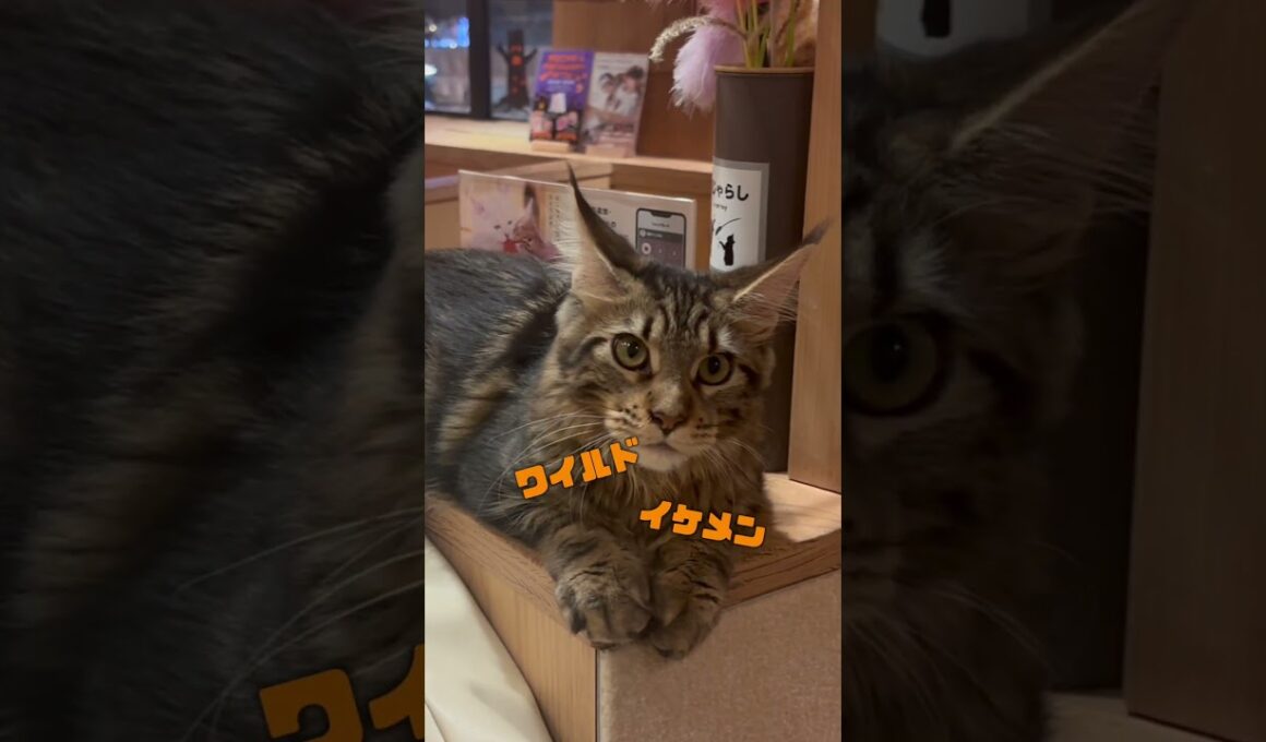 メインクーンってどんな猫？  #猫カフェmocha #猫のいる暮らし #猫好きさんと繋がりたい