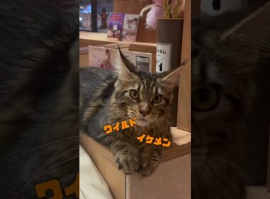メインクーンってどんな猫？  #猫カフェmocha #猫のいる暮らし #猫好きさんと繋がりたい