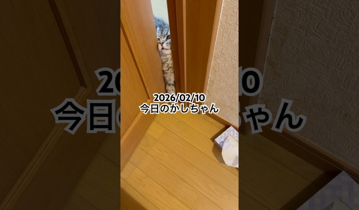 2026/02/10今日のかしちゃん #猫 #ペルシャ #カシス #cat #猫のいる暮らし