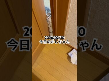 2026/02/10今日のかしちゃん #猫 #ペルシャ #カシス #cat #猫のいる暮らし