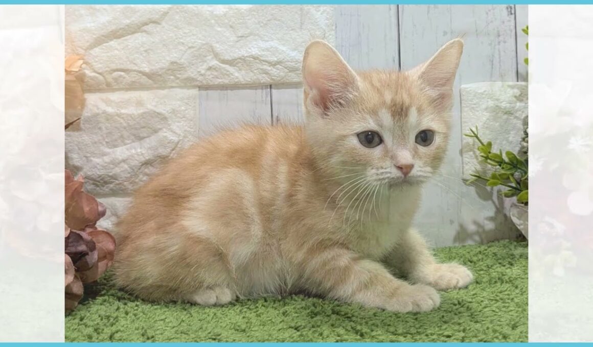 ペットショップcoo&riku No.00744088 アメリカンカール（立ち耳）