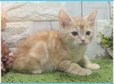 ペットショップcoo&riku No.00744088 アメリカンカール（立ち耳）