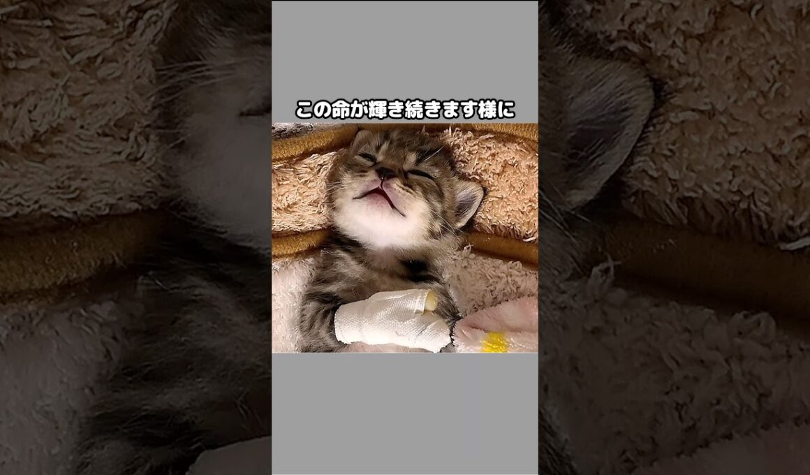 小さな体に大きな試練‥必死に耐える姿 #shorts #子猫 #保護 #保護猫