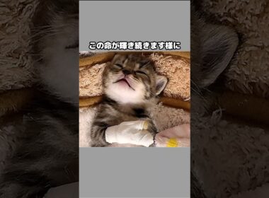 小さな体に大きな試練‥必死に耐える姿 #shorts #子猫 #保護 #保護猫