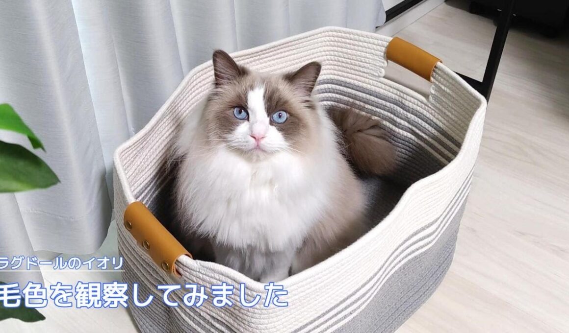 【ラグドール】毛色を観察してみました