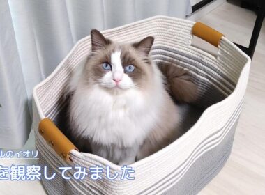 【ラグドール】毛色を観察してみました