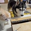 ダンボールから可愛い子猫が出てきたら犬と先住猫がこうなった...