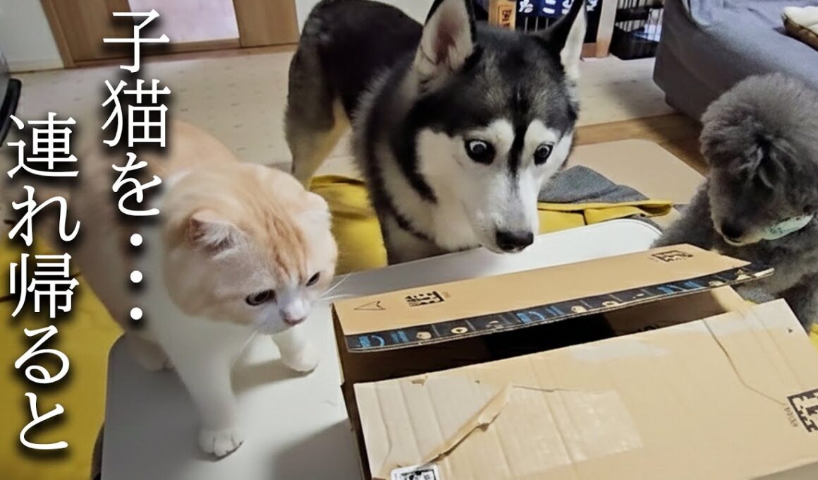 ダンボールから可愛い子猫が出てきたら犬と先住猫がこうなった...