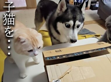 ダンボールから可愛い子猫が出てきたら犬と先住猫がこうなった...