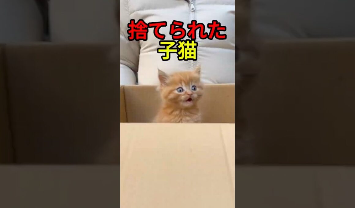 目の前で子猫が捨てられるのを見た【猫感動物語】 #shorts