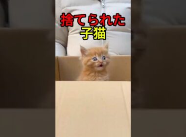 目の前で子猫が捨てられるのを見た【猫感動物語】 #shorts