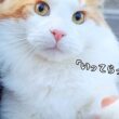 【猫の仕事】大型猫メインクーンの「見送り係」な朝