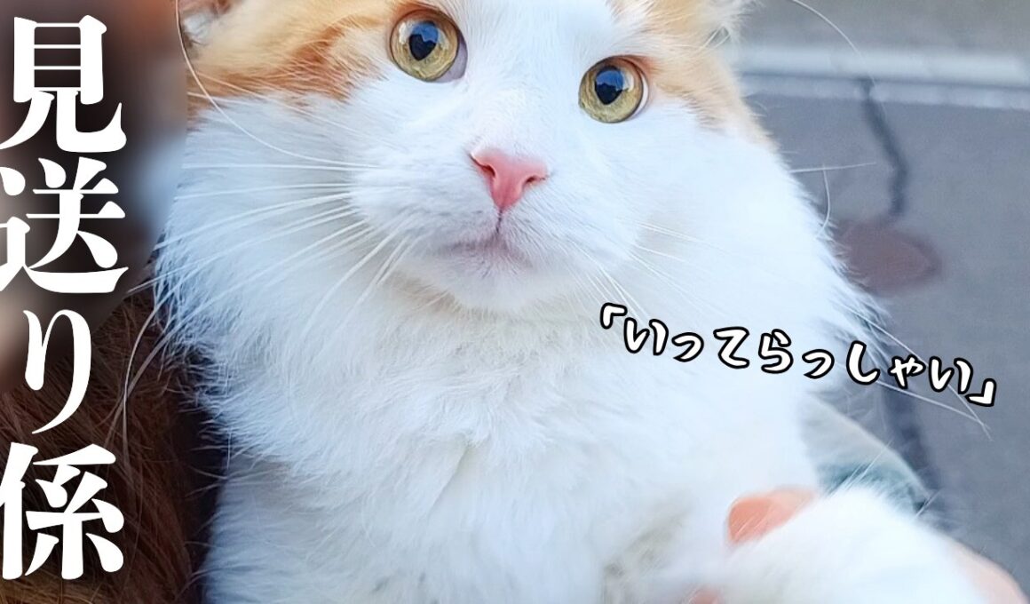 【猫の仕事】大型猫メインクーンの「見送り係」な朝