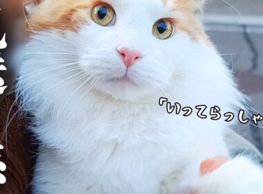 【猫の仕事】大型猫メインクーンの「見送り係」な朝