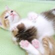 「参りました！」と手を上げて降参する子猫がかわいすぎた【赤ちゃん猫　保護猫】