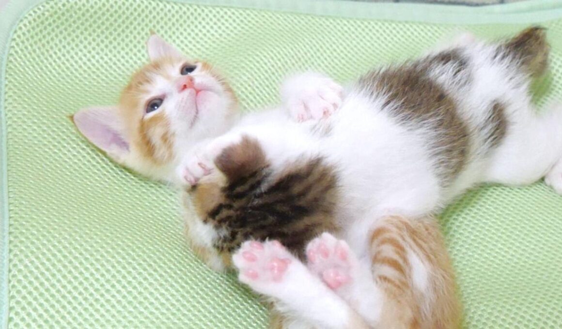 「参りました！」と手を上げて降参する子猫がかわいすぎた【赤ちゃん猫　保護猫】