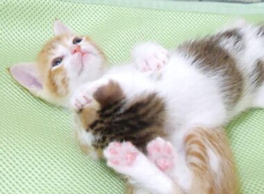 「参りました！」と手を上げて降参する子猫がかわいすぎた【赤ちゃん猫　保護猫】